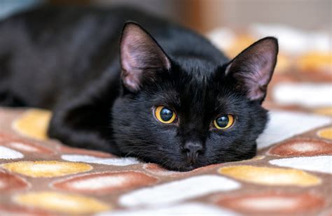 black cat photos free|cute black cats images.